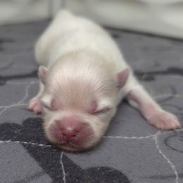 Hadley - White female Pomeranian puppy in Oak Forest, Illinois from Illinois Poms