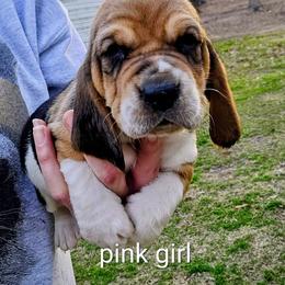 Pink girl - Black brown and white female Basset Hound puppy in Converse, Louisiana from Walkers Catuna Bassett Hounds