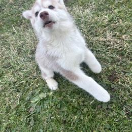 Kion - Red and white male Siberian Husky puppy in Canton, Ohio from Bleu Skies Siberian Huskies