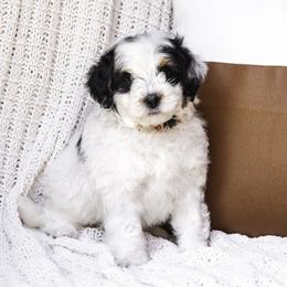 Red Collar Boy - Black and white Bernedoodle puppy in Hebron, Indiana from Duneland Doodles