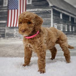 Poodle puppies from Red Barn Moyen Poodles