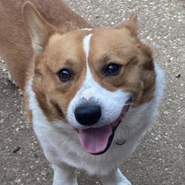 American Corgis and Pembroke Welsh Corgis from Corgis of the Heart