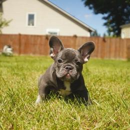 Diamond - Blue female French Bulldog puppy in Washington from Pawcific Coast Bullies