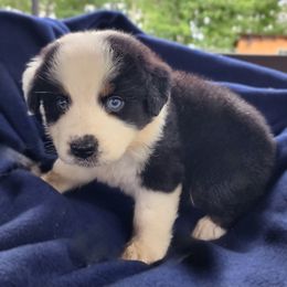 BTM - Black tri-color male Australian Shepherd puppy in Sunbright, Tennessee from Laudrick Aussies