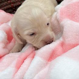 Daisy - Cream female Dachshund puppy in Paris, Texas from Michel Creek Kennel