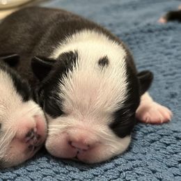 Boston Terriers from K&N Boston Paws