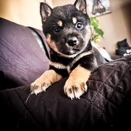Bradford - Black and tan male Shiba Inu puppy in Ewing Township, New Jersey from NJ Shiba Baby