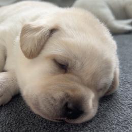 Girl 2 - Yellow female Labrador Retriever puppy in Kingfield, Maine from Maynard’s Labs