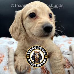 Waffle (Honey) - Cream female Dachshund puppy in Houston, Texas from Texas Regal Dachshunds LLC