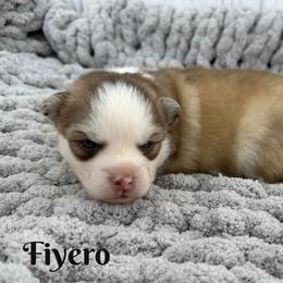 Fiyero - Red and white male Pomsky puppy in Eastman, Georgia from Once Upon A Pomsky