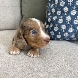 Dachshund Puppies from Southern Pearl Doxies