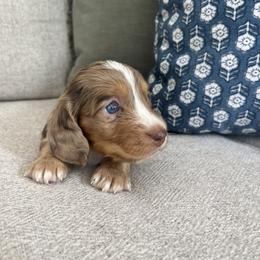 Dachshund Puppies from Southern Pearl Doxies
