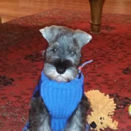 Miniature Schnauzer Puppies from Legend's Miniature Schnauzers