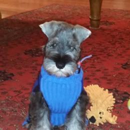 Miniature Schnauzer Puppies from Legend's Miniature Schnauzers