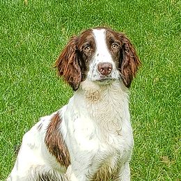 Red - English Springer Spaniel