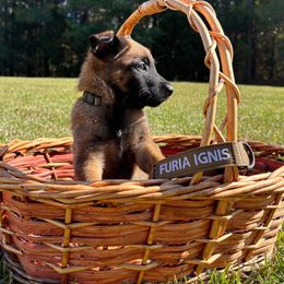 Virtue-  white - Fawn sable male Belgian Malinois puppy in North Carolina from Furia Ignis Belgian Malinois