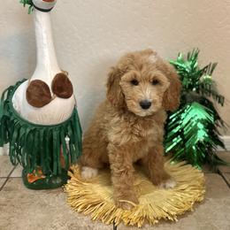 Bernedoodle and Goldendoodle Puppies from Wroth's Paws