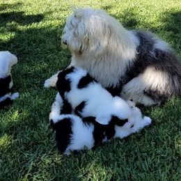 Old English Sheepdog Puppies from Wild-n-Woolly Old English Sheepdogs