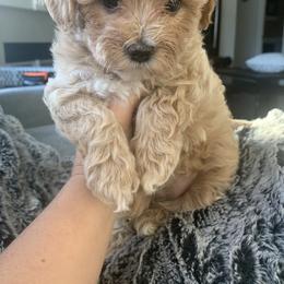 Companion Cross, Maltese, and Maltipoo All Grown Up from Best Maltese & Toy Poodles of Texas