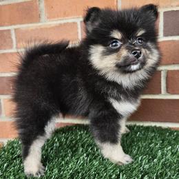 Lucy - Black and tan female Pomeranian puppy in Shady Point, Oklahoma from Imperial Pomeranians