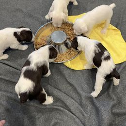 Miniature Schnauzer Puppies from Hume Family Mini Schnauzers