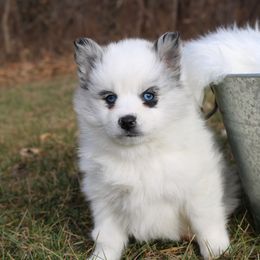 Pomeranian and Pomsky Puppies from Husky Hill Kennel