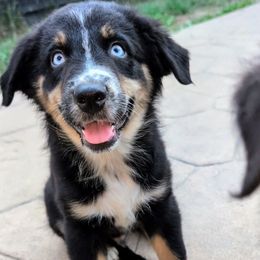 RANGER (Raven Boy4) - Black tri-color male Australian Shepherd puppy in South Hill, Virginia from Silverside Aussies LLC