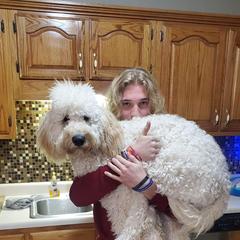 Double Doodle All Grown Up from Delta Double Doodles