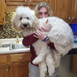 Double Doodle All Grown Up from Delta Double Doodles