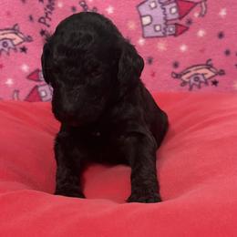 Percy - Black female Poodle puppy in Petal, Mississippi from Petal Poodles
