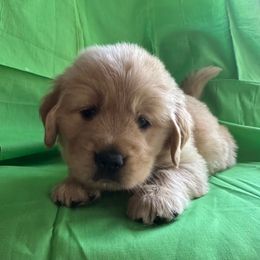 Golden Retriever Puppies from Chevaline Goldens