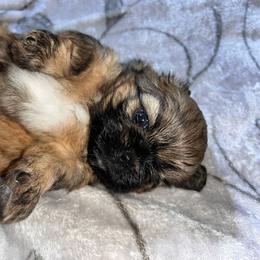 Casey - Red female Shih Tzu puppy in Sacramento, California from NANA’S  QUALITY SHIH TZU'S
