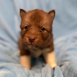 Corrine - Red and white female Siberian Husky puppy in London, Ohio from Rose Trail Siberian’s