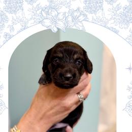 Jet - Black and cream male Dachshund puppy in Laurel, Mississippi from Kissinger Dachshunds
