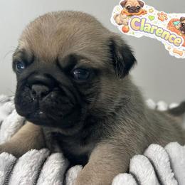 Fawn male 3 - Fawn male Pug puppy in Martville, New York from Hug a Pug LLC
