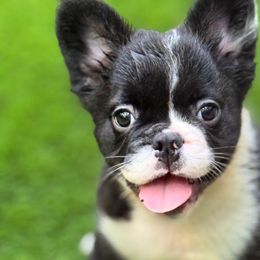 Martini - Black and white female French Bulldog puppy in Woodstock, Georgia from Roman Dynasty Kennels