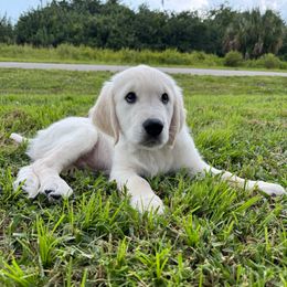 Paul - Light golden male Golden Retriever puppy in Lehigh Acres, Florida from Puppy Love