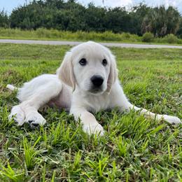 Paul - Light golden male Golden Retriever puppy in Lehigh Acres, Florida from Puppy Love