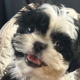 Meadow - Shih Tzu