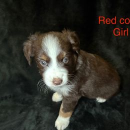 Girl 2 - Red tri-color female Miniature American Shepherd puppy in Cleveland, Texas from Kayla's Mini American Shepherds