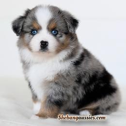Envy - Blue merle female Toy Australian Shepherd puppy in Ellsinore, Missouri from Shebang Aussies