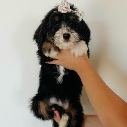 Medium Female Bernedoodle Aphrodite - Red Collar Female - Tri-color female Bernedoodle puppy in Kamas, Utah from A + E Farms