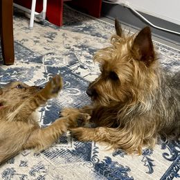 Australian Terrier Puppies from Firewalker Australian Terriers
