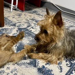 Australian Terrier Puppies from Firewalker Australian Terriers