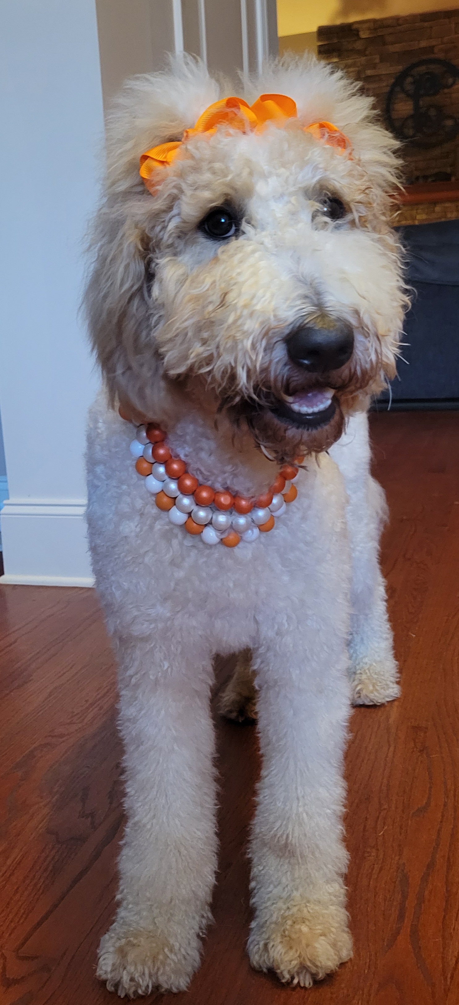 Freya - Goldendoodle