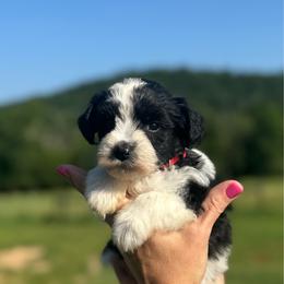Moana - Red Girl - Parti female Miniature Schnauzer puppy in Oneonta, Alabama from Murphree Valley Kennels