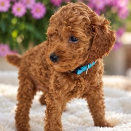MAPLE - Male (blue collar) - Red  male Poodle puppy in Spotsylvania, Virginia from Sweet Honey Poodles of Virginia