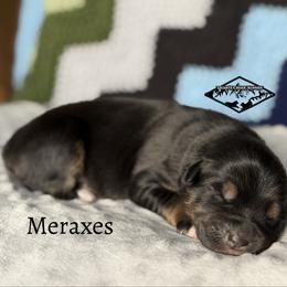 Meraxes - Black tri female Miniature Australian Shepherd puppy in Cody, Wyoming from Quartz Creek Aussies
