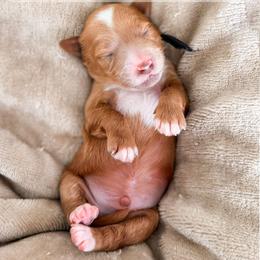 Enzo - Red  male Goldendoodle puppy in Garden Grove, California from Sunkissed Doodles