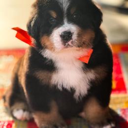 Ralphie - Black rust and white male Bernese Mountain Dog puppy in Purcell, Oklahoma from Swiss Berner Bears